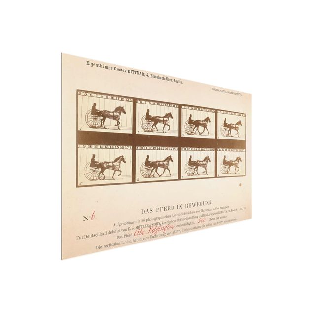 Glass prints pieces Eadweard Muybridge - The horse in Motion