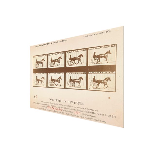 Prints vintage Eadweard Muybridge - The horse in Motion