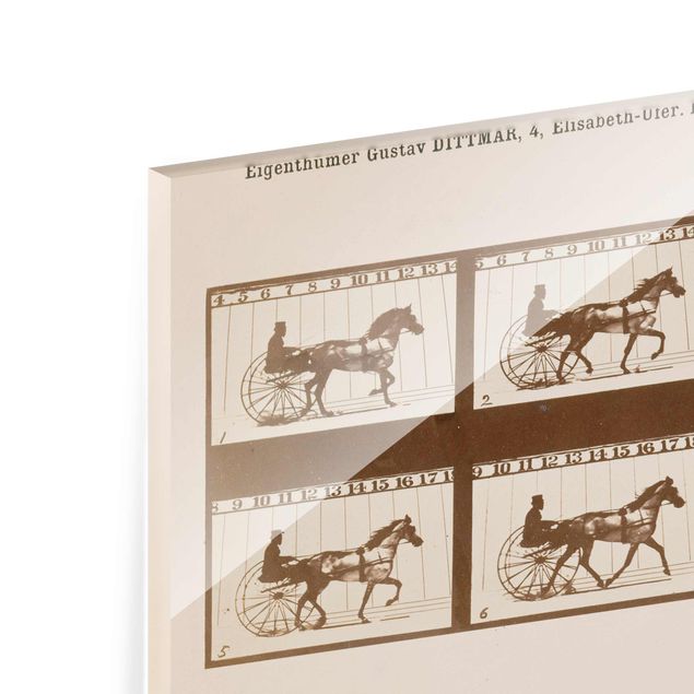 Prints Eadweard Muybridge - The horse in Motion