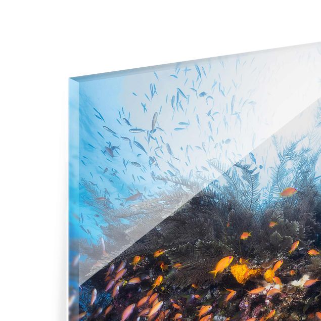 Glass prints beach Lagoon With Fish