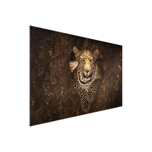 Contemporary art prints Leopard Resting On A Tree