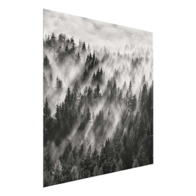 Glass prints black and white Light Rays In The Coniferous Forest