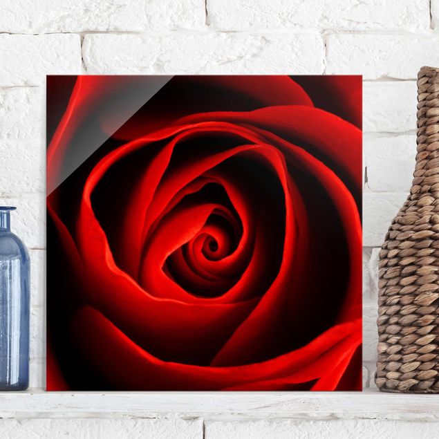 Glass prints rose Lovely Rose