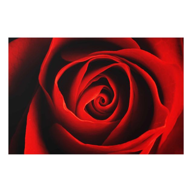 Prints flower Lovely Rose
