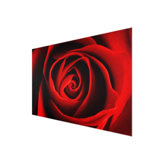 Red canvas wall art Lovely Rose