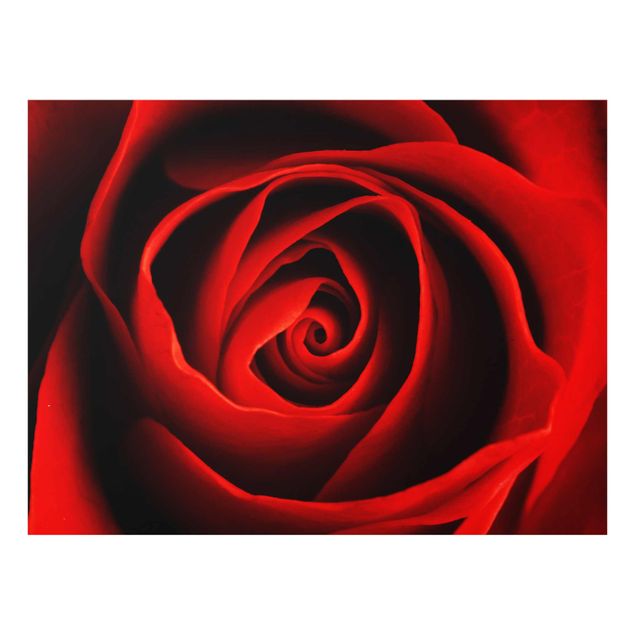 Prints flower Lovely Rose