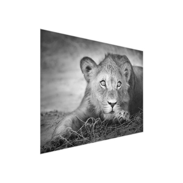 Animal canvas Lurking Lionbaby