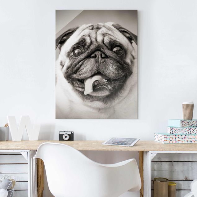 Glass prints black and white Funny Pug