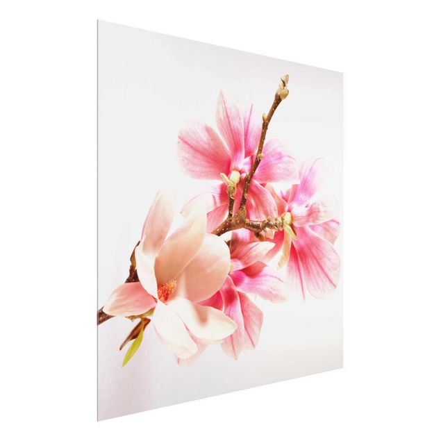 Prints flower Magnolia Blossoms