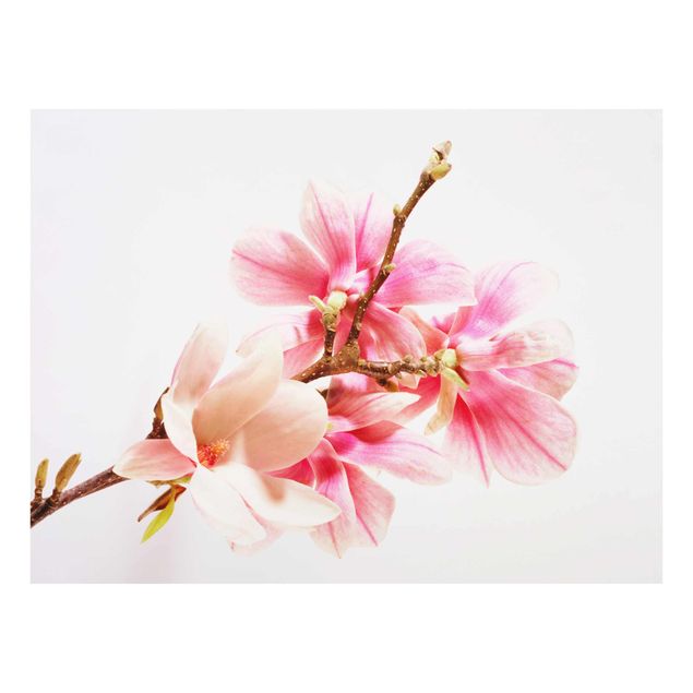 Pink wall art Magnolia Blossoms