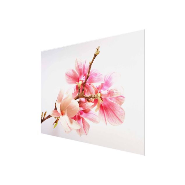 Prints Magnolia Blossoms