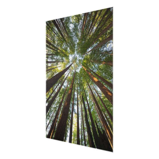 Modern art prints Sequoia Tree Tops