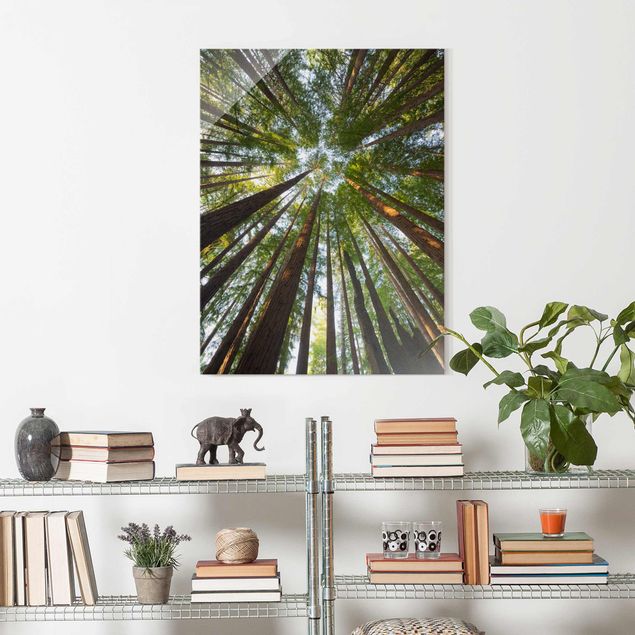 Prints landscape Sequoia Tree Tops