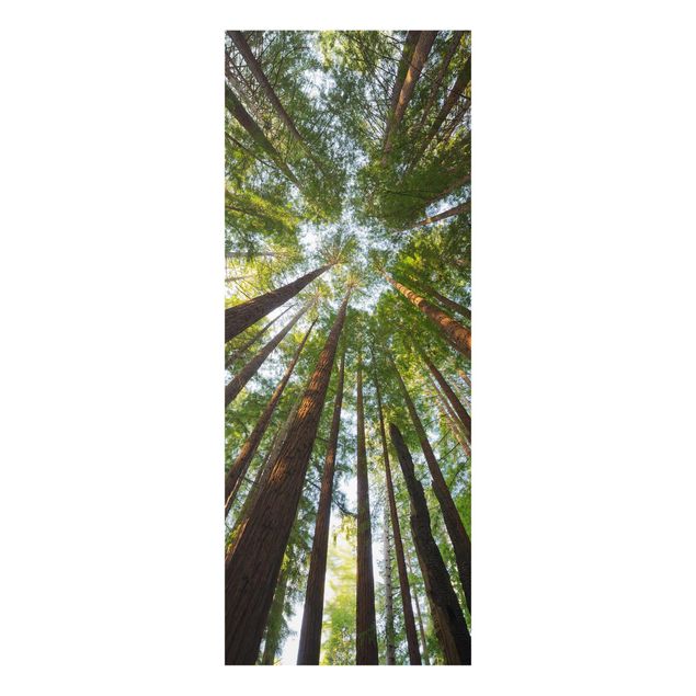 Glass prints landscape Sequoia Tree Tops