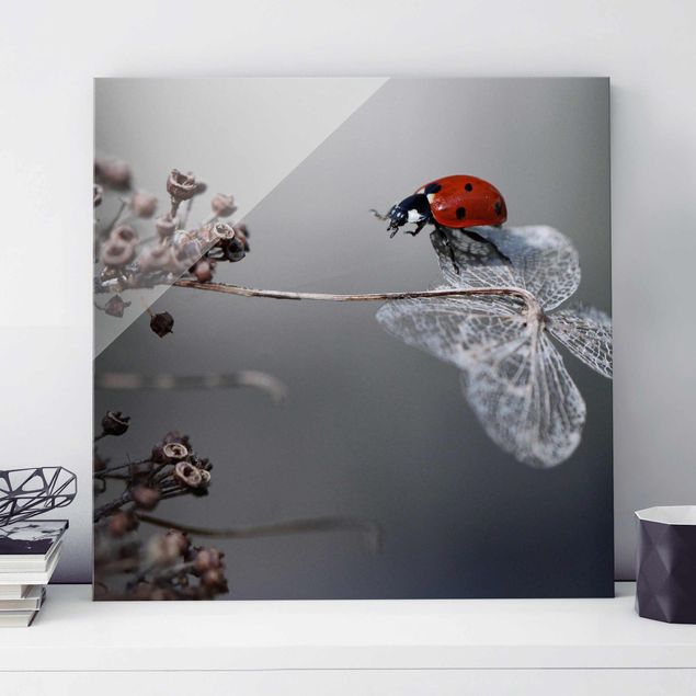 Kitchen Ladybird On Hydrangea