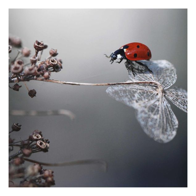 Red art prints Ladybird On Hydrangea