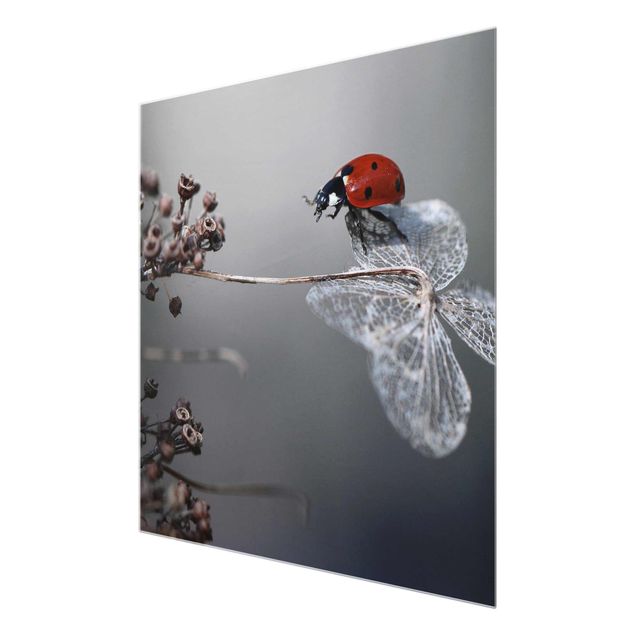 Prints Ladybird On Hydrangea