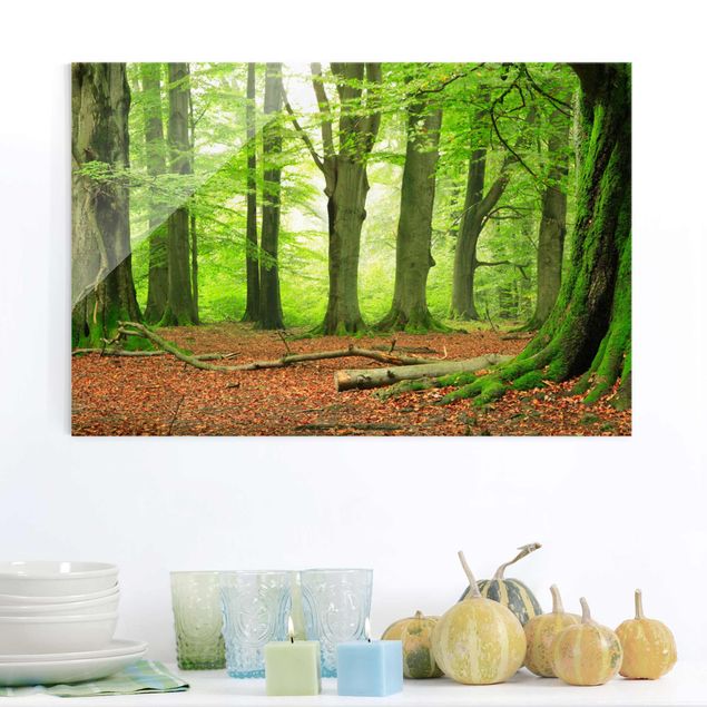 Landscape canvas prints Mighty Beech Trees