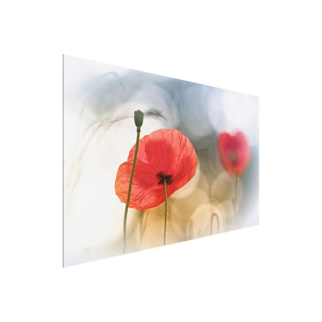 Glass prints flower Poppies In The Morning