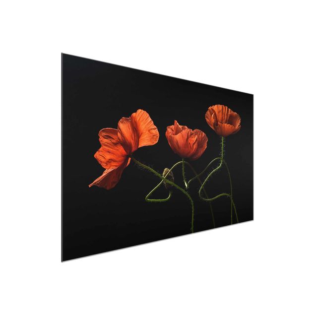 Glass prints flower Poppies At Midnight
