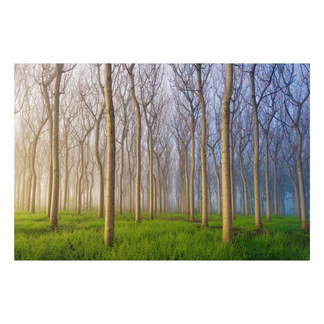 Contemporary art prints Morning In The Forest