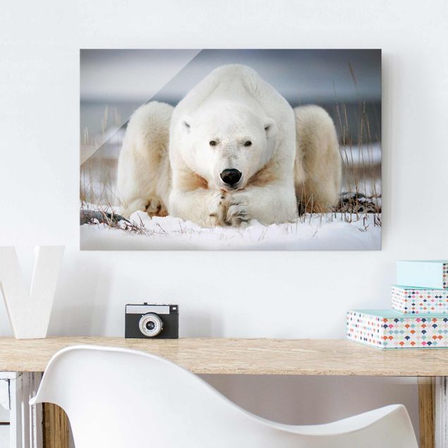 Kitchen Contemplative Polar Bear