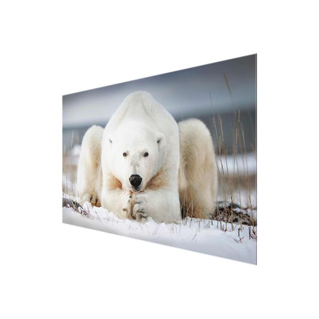 Prints Contemplative Polar Bear