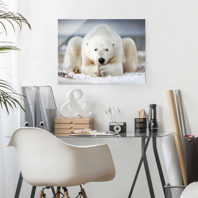 Glass prints pieces Contemplative Polar Bear