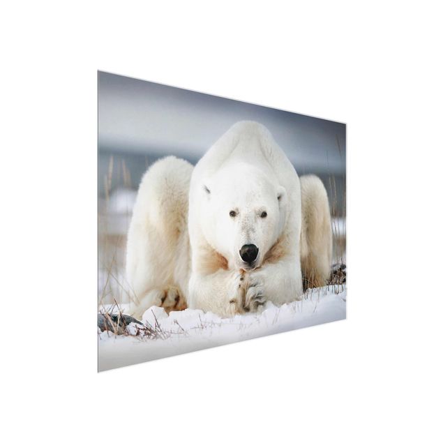 Animal wall art Contemplative Polar Bear