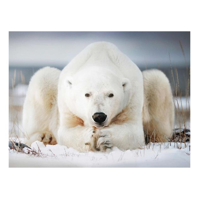 Contemporary art prints Contemplative Polar Bear