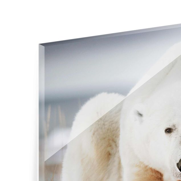 Magnettafel Glas Contemplative Polar Bear
