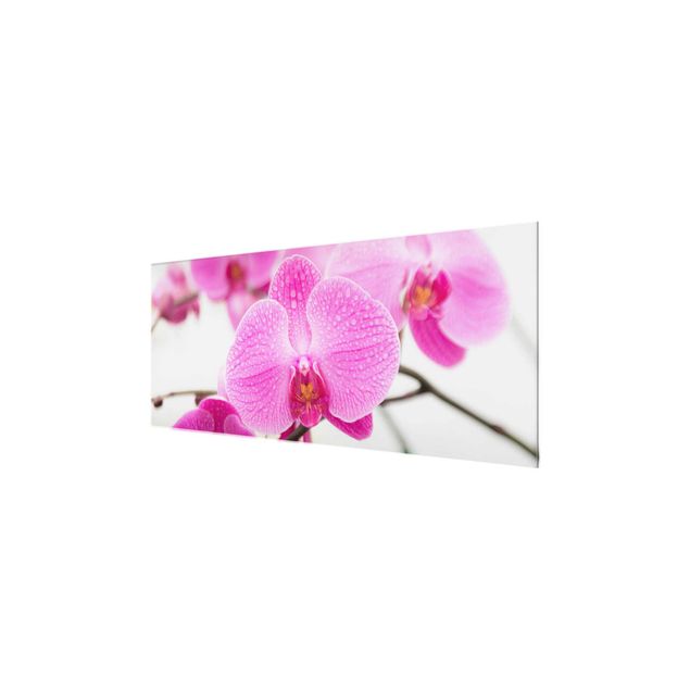 Prints flower Close-Up Orchid