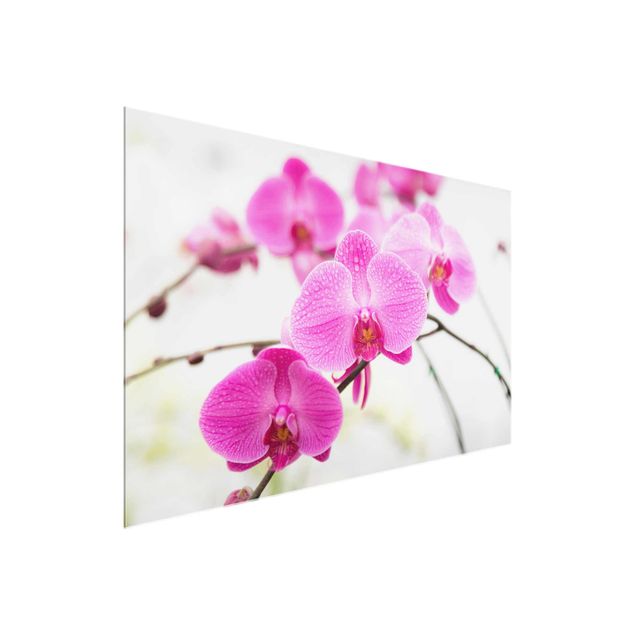 Glass prints flower Close-Up Orchid