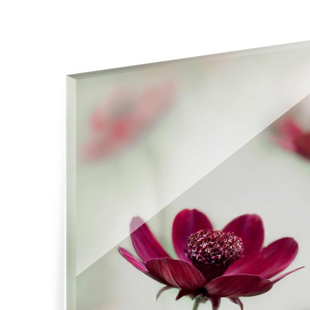 Magnettafel Glas Pink Cosmos Flower