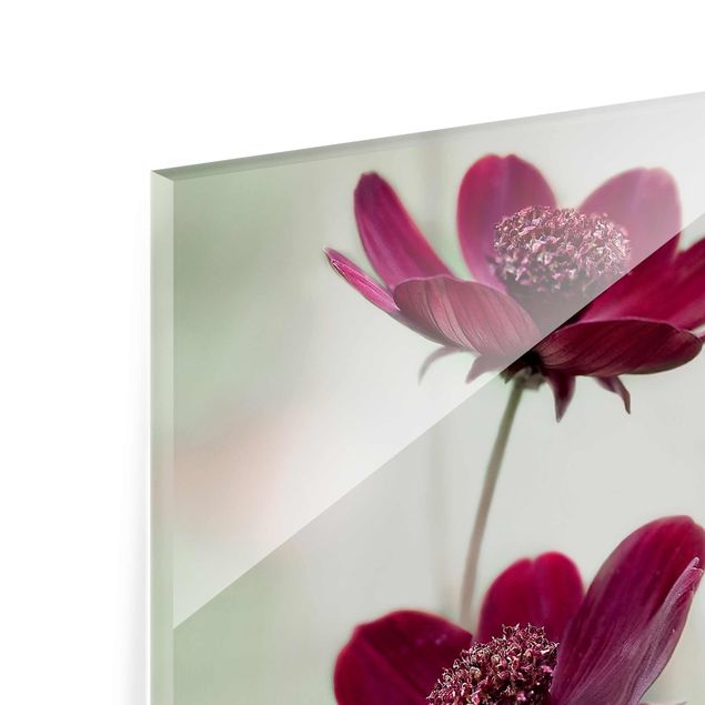 Magnettafel Glas Pink Cosmos Flower