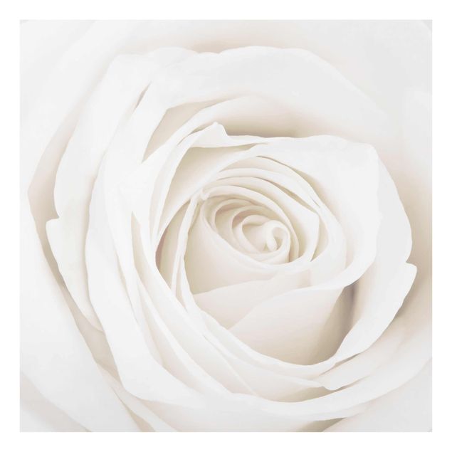 Floral prints Pretty White Rose
