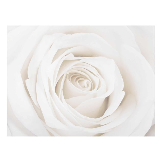 Floral prints Pretty White Rose
