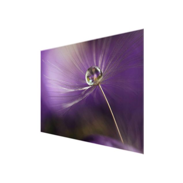 Purple print Dandelion In Violet