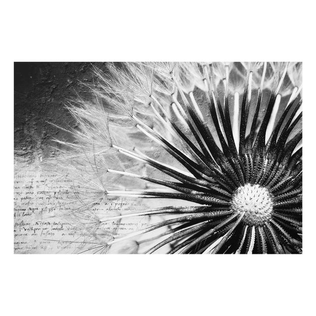 Prints vintage Dandelion Black & White