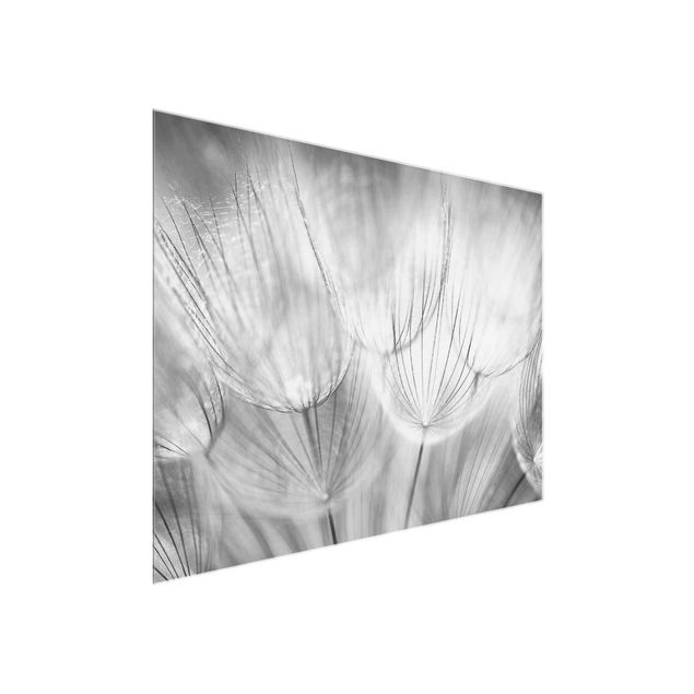 Glass prints black and white Dandelions macro shot in black and white