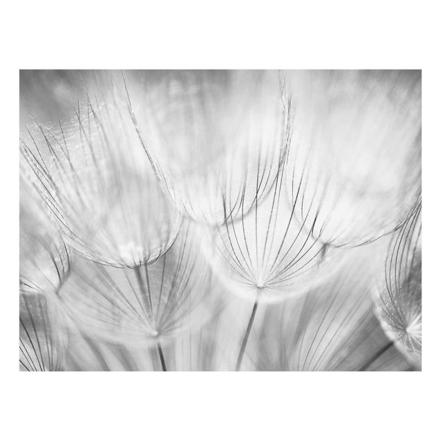 Prints floral Dandelions macro shot in black and white