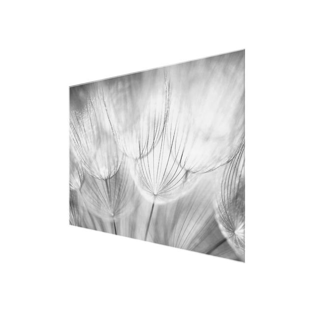 Black and white art Dandelions macro shot in black and white