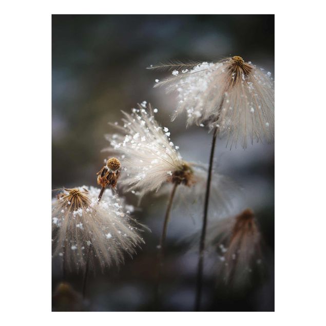 Prints flower Dandelions With Snowflakes