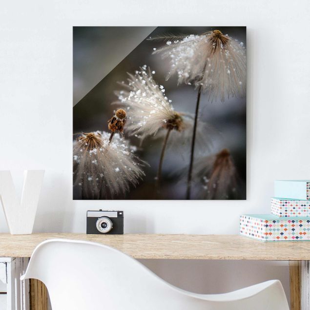 Glass prints dandelion clock Dandelions With Snowflakes