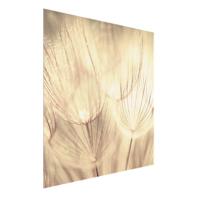 Glass prints black and white Dandelions Close-Up In Cozy Sepia Tones