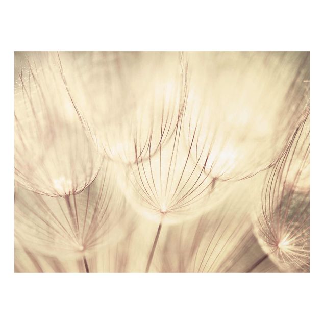 Prints floral Dandelions Close-Up In Cozy Sepia Tones