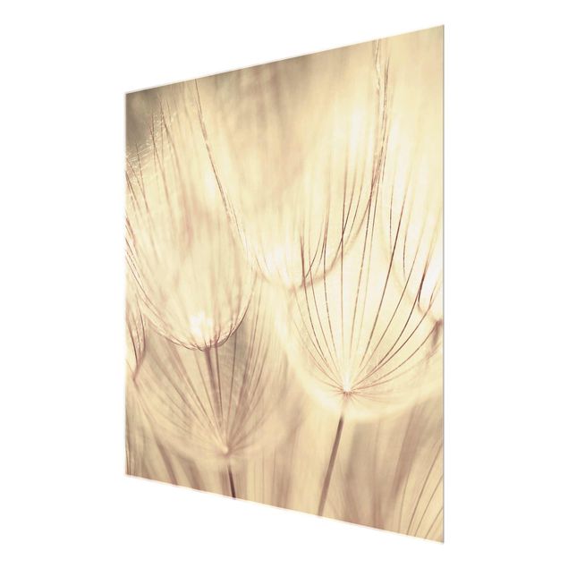Black and white art Dandelions Close-Up In Cozy Sepia Tones