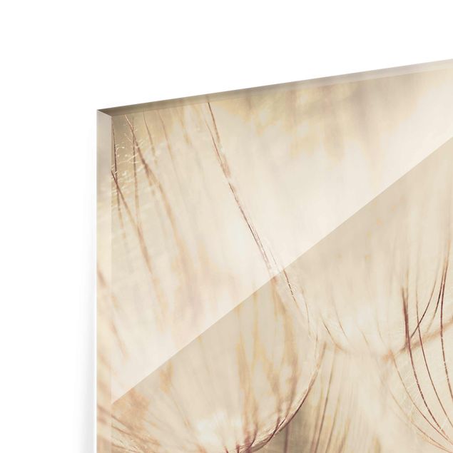 Prints Dandelions Close-Up In Cozy Sepia Tones