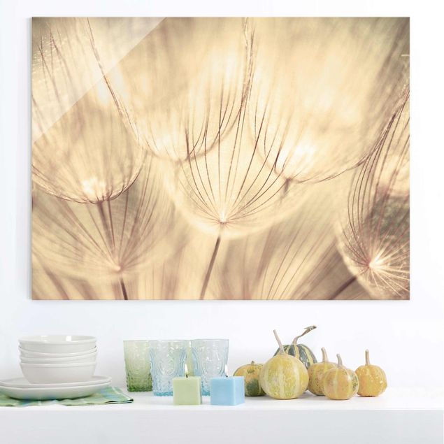 Glass prints dandelion clock Dandelions Close-Up In Cozy Sepia Tones