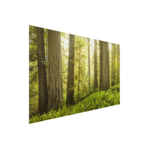Glass prints landscape Redwood State Park Forest View